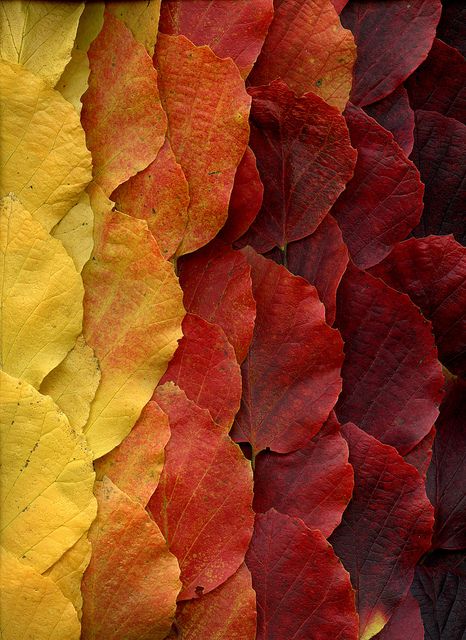 Fothergilla major by horticultural art Dry Leaf, Leaf Art, Land Art, Patterns In Nature, Color Textures, Autumn Inspiration, Pressed Flowers, Color Inspiration, Artist Inspiration