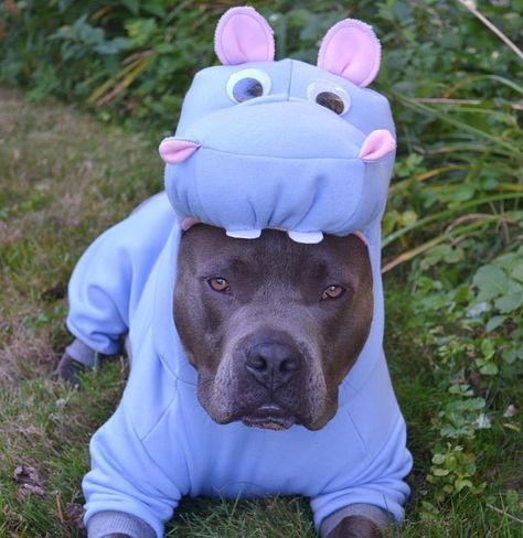 Cute Pitbulls, Love My Dog, Dog Halloween Costumes, Pitbull Puppies, Bull Terrier Dog, Dog Costumes, Dog Costume, Sweet Dogs, American Pitbull Terrier