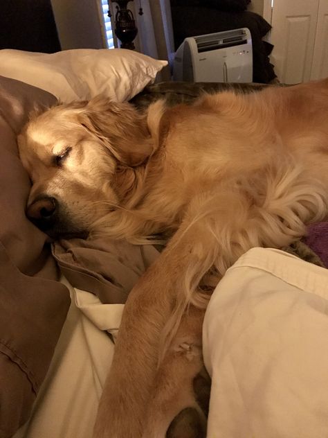 Older Golden Retriever, Golden Retriever Sleeping, Dog Sleep, Louis Garrel, Fat Dogs, Dog Sleeping, Dog Tips, Yt Channel, Golden Retriever Puppy