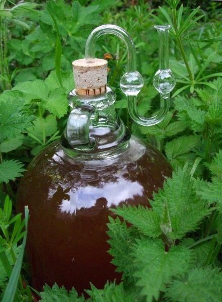 grandpa’s nettle beer Dakota Fire Hole, Cleansing Tea, Tea Cleanse, The Sting, Forest Bathing, Super Food, Wild Plants, Cream Of Tartar, Fermenting