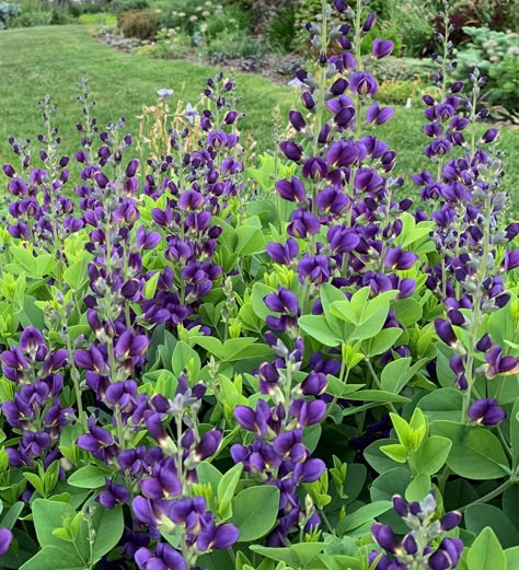 Midwest Plants, Michigan Landscaping, Michigan Garden, Michigan Gardening, Yard Flowers, Perennial Bulbs, Native Plant Gardening, Shade Flowers, Shade Perennials