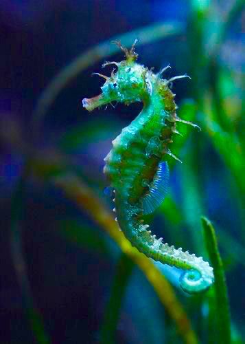 Seahorse Sea Dragons, Fauna Marina, Sea Horses, Beautiful Sea Creatures, Marine Fish, Sea Dragon, Underwater Creatures, Underwater Life, Sea Horse