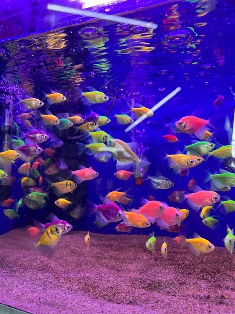 Pet Fish Aesthetic, Fish Aesthetic, Glow Fish, Pet Fish, Fidget Toys, Under The Sea, Fish Pet, Fish, Pet