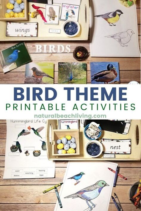 Mar 20, 2020 - This is The Best Kindergarten and Preschool Bird Theme, lovely Montessori Bird Activities and bird theme printables that include How to Teach About Birds, bird science activities, Math Activities, Art, Bird 3 part cards, bird Life cycle, Parts of a bird and a complete Kindergarten Bird Unit Study Preschool Bird Theme, Spring Theme Preschool Activities, Parts Of A Bird, Bird Science, Bird Life Cycle, Bird Activities, Spring Theme Preschool, Birds For Kids, Preschool Science Activities