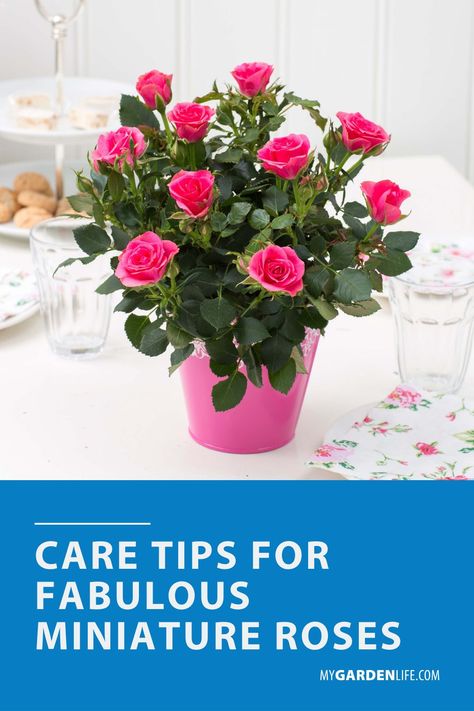 Nothing quite says magic and romance like roses, and we have all the tips to keep your miniature roses in perfect shape! Read the full article to learn how to best take care of your mini roses. Click through this pin to get our best care tips for fabulous miniature roses. Miniature Roses Care, How To Care For Roses, Rose Bush Care, Miniature Roses, Creative Garden Decor, Miniature Rose, Food Plot, Spring Gardening, Rose Care