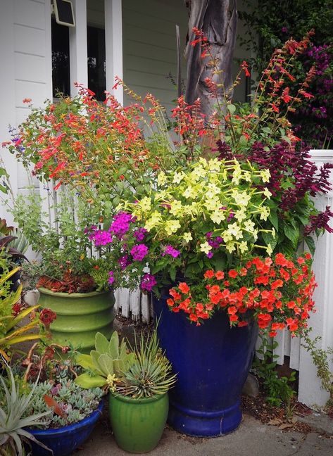 Zooming out a little bit, the container is massed with other beautiful pots filled with plants. Small Garden, Big Color - FineGardening Colorful Outdoor Planters, Plants For Large Pots, Pots Flowers, Big Pots, Pots Ideas, Fine Gardening Magazine, Pots Plants, House Patio, Patio Flowers