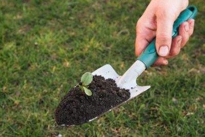 Garden Trowel Information: What Is A Trowel Used For In Gardening I have had the same favorite garden trowel for about ten years now. It is one of my most prized possessions. So what is a trowel and why is it an essential tool for every gardener to own? Click on this article for garden trowel information. Gardening Trowels, Garden Tool Box, Lawn Roller, Gardening Tool Kit, Hand Trowel, Rusty Garden, Garden Tool Organization, Garden Scissors, Lawn Care Tips