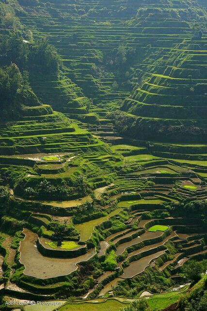 Banaue rice terraces, Philippines Banaue Rice Terraces, Banaue, Travel Philippines, Rice Fields, Rice Terraces, Philippines Travel, Landscape Designs, Phuket Thailand, Palawan