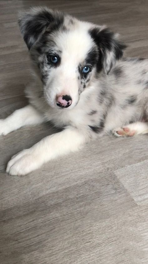 Border Collie Puppies Blue Merle, Border Collie Merle, Blue Merle Border Collie, Border Collie Colors, Aussie Puppies, Australian Shepherd Puppies, Border Collie Puppies, Cute Dog Pictures, Blue Merle