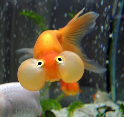 Bubble Eyed Goldfish, Colorful Fish Photography, Fat Goldfish, Oranda Fish, Types Of Goldfish, Goldfish Names, Bubble Eye Goldfish, Goldfish Types, Fancy Goldfish