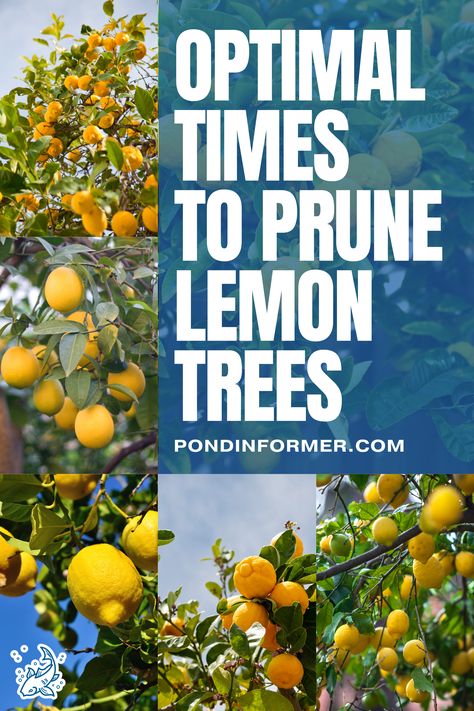 Timing is crucial for pruning lemon trees to achieve a productive garden. Prune in early spring and late summer for healthy growth and abundant fruit. Check out our expert advice on the best techniques for lemon tree pruning.

#LemonTreePruning #GardeningTips #Pruning #GardenMaintenance #Gardening #TreeCareGuide #PlantCareGuide #OptimalPruning #LemonTree #Lemon #PruneLemonTree #PruningLemon #PruningCare #TreeCare #Prune #PondInformer Prune Lemon Tree, When To Prune Roses, Lemon Plant, Pruning Roses, Meyer Lemon Tree, Productive Garden, Lemon Trees, Pond Filters, Floating Plants