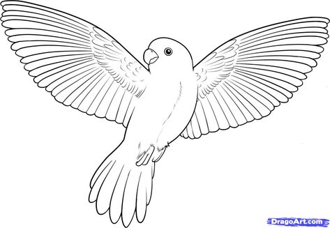 Bird Coloring Pages | How to Draw a Flying Bird, How to Draw a Bird Bird Open Wings, Bird Flying Drawing, Flying Bird Drawing, Campaign Illustration, Bird Shapes, Simple Bird Drawing, Draw Bird, Library Clipart, Bird Line Drawing