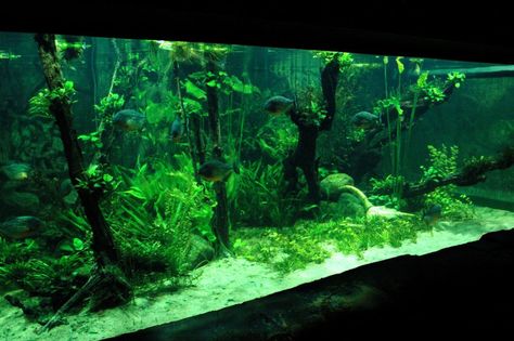 Why buying a large aquarium might be better Large Aquarium, Worst Idea Ever, Large Fish Tanks, Big Aquarium, Fish Keeping, Cool Fish Tanks, Aquarium Maintenance, Fishing Techniques, All Fish