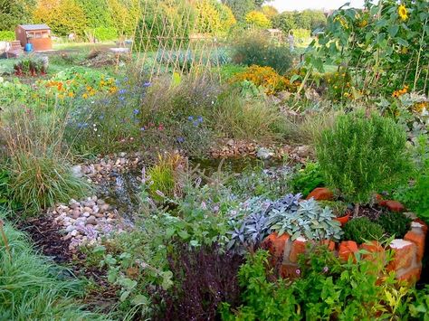 permaculture / design / beauty Beautiful Allotments, Permaculture Allotment, Buying Land, Food Growing, Food Forest Garden, Rich Food, Dig Gardens, Allotment Gardening, Garden Insects