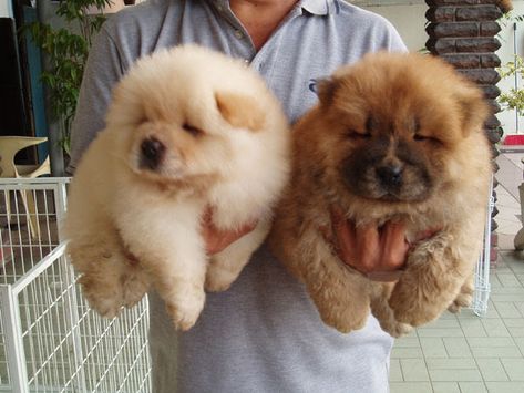 Chow Chow dog price range. How much does a Chow Chow cost? https://pagez.com/3532/33-facts-about-dogs Perros Chow Chow, Chow Puppies, Chow Chow Puppy, Fluffy Puppies, Fluffy Dogs, Fluffy Animals, Little Puppies, Cane Corso, Cute Creatures