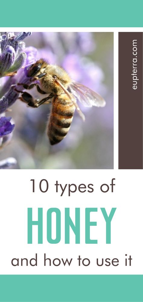 Did you know that some honey you buy in the store isn't even honey at all? Read here about 10 different types of REAL honey and how to use them. Hint: it's more than just to sweeten your tea! Check it out! Uses For Honey, Fall Wellness, Honey Facts, Homestead Style, Honey Uses, Types Of Honey, Homesteading Ideas, Real Honey, Healthy Remedies