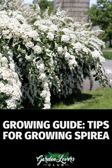 Spirea (Spirea sp) is a deciduous shrub (it loses it foliage in winter) that thrives in USDA plant hardiness zones 3 through 9, depending on the species and variety. While there are about 80 species in the group, they are typically divided into two groups. Spring and summer blooming spirea. Bridal Spirea Bush, White Spirea Flowering Shrubs, Bridalwreath Spirea Hedge, Glow Girl Spirea, Bridal Veil Spirea, Bridal Wreath Spirea Landscaping, Spirea Companion Plants, Reeves Spirea, Snowmound Spirea