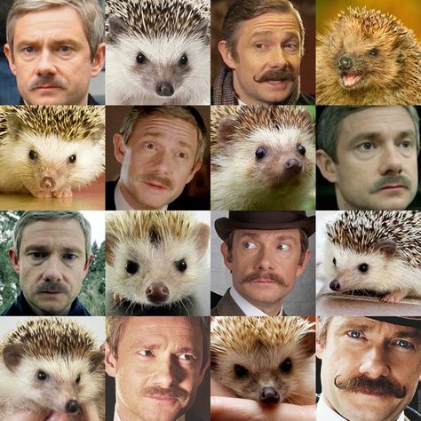 Sherlock Otter, Sherlock Otter And Hedgehog, Sherlock Holmes Funny Face, Sherlock Memes Funny, Bbc Sherlock Memes, Sherlock Series, Vatican Cameos, Benedict Sherlock, Sherlock Holmes Bbc