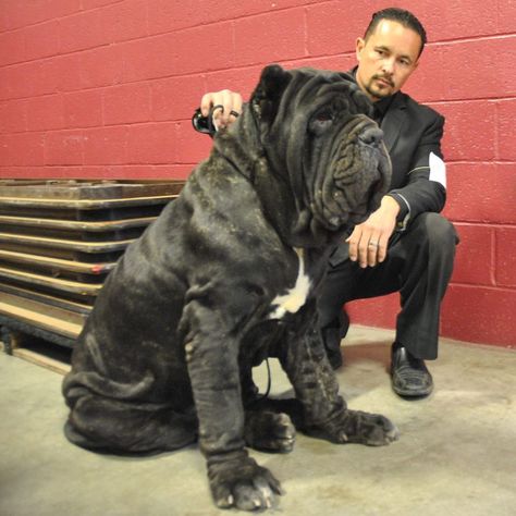 Neapolitan Mastiff, "THE DON" US Champion Old World Don Vito WWW.OldWorldMastinos.com Napoleon Mastiff, American Molossus, Neo Mastiff, Mastiff Dog Breeds, Big Dogs Breeds, Biggest Dog In The World, Pet Anime, Neapolitan Mastiff, Biggest Dog