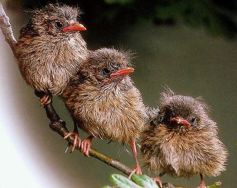 .baby robins   cute babies                                            By coral.hen4800 michael (flickr) Baby Robin, Robin Bird, Kinds Of Birds, Baby Bird, All Birds, Backyard Birds, Pretty Birds, Bird Photo, Bird Garden