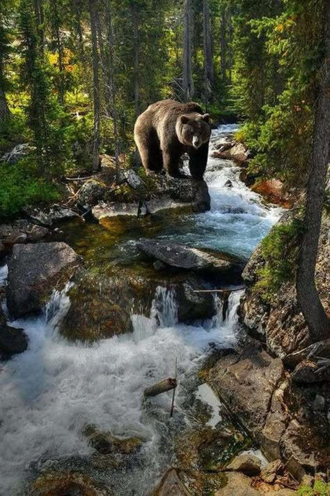 Shawnee National Forest, Beauty Dish, Ketchikan Alaska, Albino Animals, Salt Water Fishing, Nordland, Pacific Crest Trail, Rocky Mountain National, Arte Animal