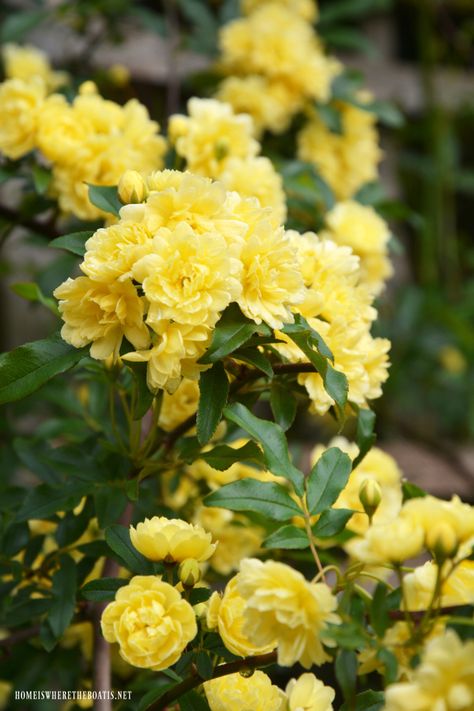 Lady Banks Rose blooms spring | ©homeiswheretheboatis.net #spring #garden #flowers #roses Earth Day Facts, Bridal Wreath Spirea, Lady Banks Rose, April Flower, Low Maintenance Shrubs, Hello April, Bridal Wreath, April Flowers, Happy Earth Day