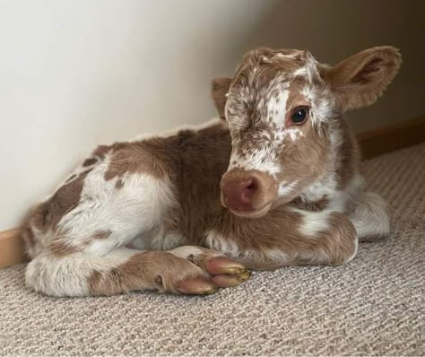 Cute Animal Character, Pet Cows, Baby Farm Animals, Cattle Ranch, Fluffy Cows, Pet Illustration, Cow Pictures, Baby Cow