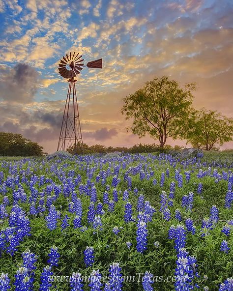 Texas Sunset, High Clouds, Old Windmills, Texas Bluebonnets, Texas Hills, Texas Art, Country Landscaping, The Photograph, Texas Hill Country