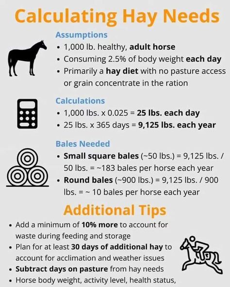 House With Stables, Hay Diet, Horse Farm Ideas, Horse Hay, Horseback Riding Tips, Equine Care, Horse Care Tips, Horse Info, Hay Feeder