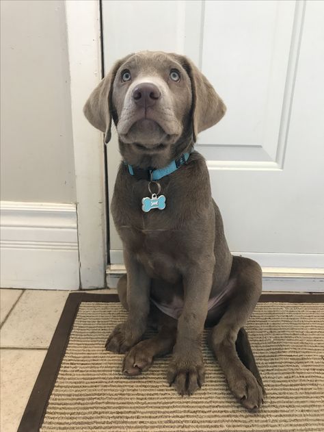 Silver Labrador Puppies, Black Puppies, Dog Painting Ideas, Silver Lab Puppies, Blue Weimaraner, Silver Labrador Retriever, Christmas Puppies, Labrador Golden Retriever, Silver Labrador