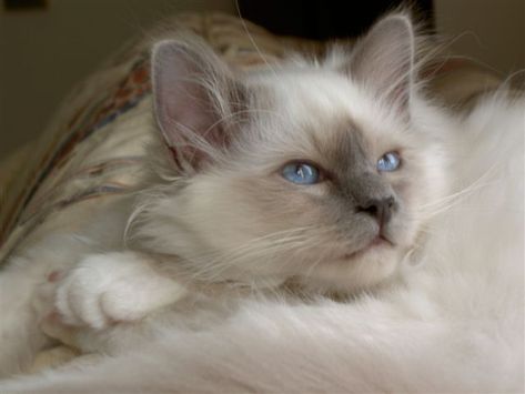 Ragdoll Cat Colors, Birman Cat, Ragdoll Cats, Gorgeous Cats, Cat Behavior, Ragdoll Cat, Cute Cats And Kittens, Cat Colors