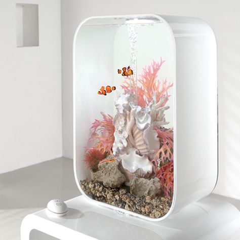 Biorb Fish Tank, Amazing Aquariums, Cool Fish Tanks, Fish Tank Design, Bawah Air, Diy Tank, Aquarium Supplies, Cool Fish, Home Aquarium