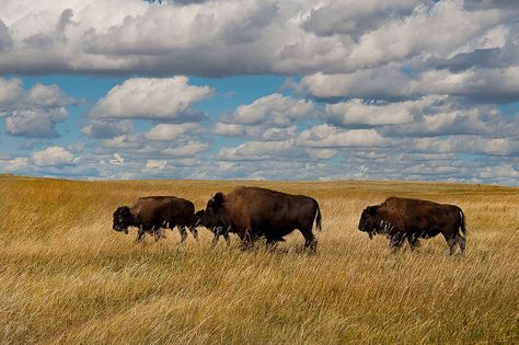 North Dakota, US Wakan Tanka, Plains Landscape, Fargo North Dakota, Loving Parents, Land Of The Free, Stay Wild, North Dakota, Fantasy World, Wyoming