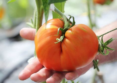 Big Beef tomato growing guide & harvest tips | Home for the Harvest Tomato Stakes, Tomato Fertilizer, Tomato Seedlings, Tomato Cages, Tomato Seeds, Plant Lighting, Juicy Tomatoes, Tomato Plants, Backyard Retreat