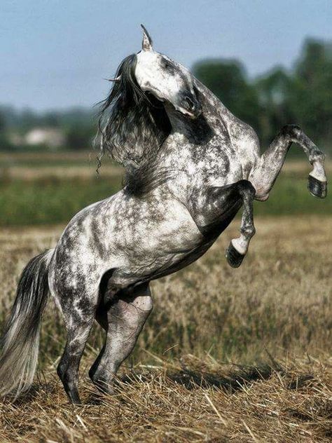 grey dapple. blue roan. beautiful horse picture. cowgirl. country picture. pretty horse. Painting Moodboard, Horses Wallpaper, Dapple Grey Horses, Baby Horse, Beautiful Horse Pictures, Andalusian Horse, Horse Horse, Most Beautiful Horses, Grey Horse