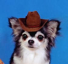 Chihuahua, Cowboy, Blue