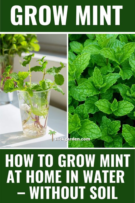 Mint In Water, Propagate Mint, Growing Mint Indoors, How To Grow Mint, Grow Mint, Plants Grown In Water, Mint Plant, Mint Garden, Growing Mint