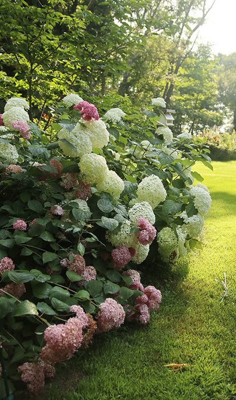 Hydrangea Combinations, Incrediball Hydrangea Landscaping, Fall Gardening Ideas, Incrediball Hydrangea, Ideas Garden Design, Hydrangea Landscaping, Bush Garden, Tattoo Plant, Fall Gardening