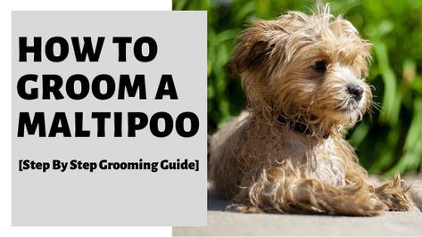 How To Groom A Maltipoo [Step By Step Grooming Guide] #maltipoo #groomamaltipoo #maltipoogrooming How To Groom A Maltipoo At Home, Maltipoo Grooming, Maltipoo Haircut Styles, Maltipoo Full Grown, Maltipoo Haircuts, Dog Grooming Diy, Pet Bunny Rabbits, Maltipoo Puppy, Miniature Poodle