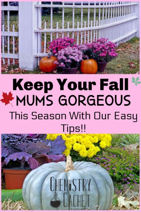 Make your fall porch beautiful all season long with these easy mum care tips! Your fall flowers will thrive and look so healthy all autumn. Anyone can follow these tips! Get the post on Chemistry Cachet #fallflowers #fallporch #mums Mum Care Tips, Mum Care, Fall Container Plants, Potted Mums, Fall Landscaping, Outside Fall Decor, Fall Mums, Fall Containers, Gardening Guide