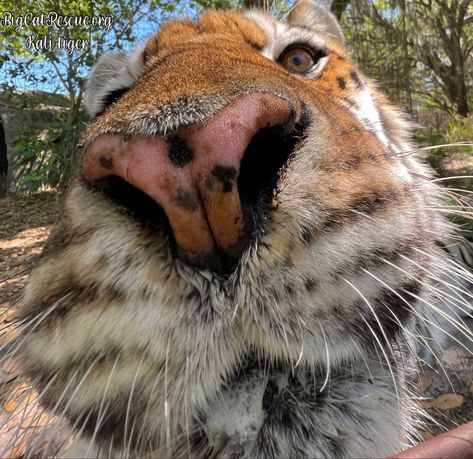 Good morning Big Cat Rescue Friends! ☀️ Kali Tiger checking in to see if you are up and at ‘em on this sunny Monday morning! Have a great day everyone! #GoodMorning #BigCats #BigCatRescue #Rescue #Cats #Monday #Florida #Sanctuary #Tiger #CaroleBaskin Cats In The Wild, Circus Acts, Big Cat Rescue, Cute Tigers, Big Animals, Pretty Animals, Silly Animals, Fluffy Animals, Cute Wild Animals