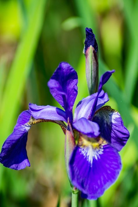 Blue flag iris Blue Flag Iris, Iris Versicolor, Plants Landscape, Coral Bells Heuchera, Pollinator Plants, Floral Tattoos, Garden Border, Coral Bells, Planting Ideas