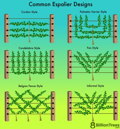 Trained Fruit Trees Fence, Espalier Fruit Tree, Apple Tree Fence, Espalier Mulberry Tree, Trained Fruit Trees, Apple Tree Trellis, Espaliered Fruit Tree, Fruit Tree Layout Design, Fruit Tree Espalier