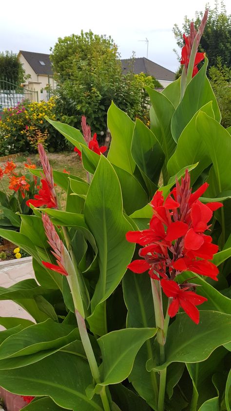 red canna Canna Cleopatra, Canna Style, Red Canna Lily, Orange Canna Lily, Canna Tropicana, Plants, Red