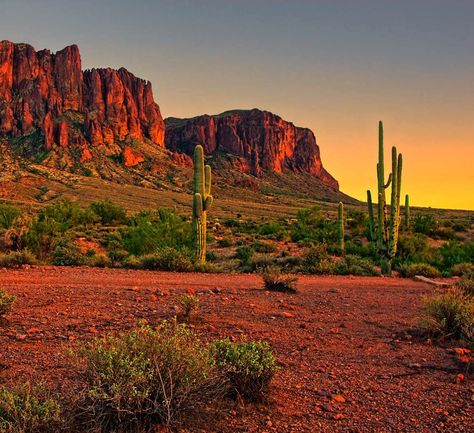 Light Quilt, Afternoon Light, Late Afternoon, The Desert, Arizona, Cactus