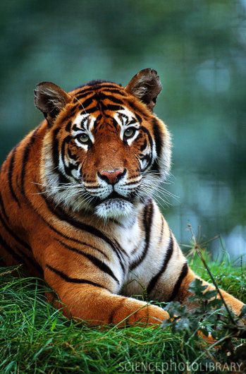 Tiger! Wilde Animals, Tiger Pictures Photography, Male Tiger, Tiger Looking Up, Indian Tiger, Tiger In Nature, Cello Art, Indian Animals, Exotic Mammals