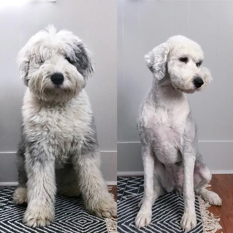 If you’re considering grooming your goldendoodle, consider one of these types of cute goldendoodle haircuts - any of them are sure to make you swoon! Shaved Bernedoodle, Doodle Cuts, Shaved Goldendoodle, Labradoodle Grooming, Goldendoodle Haircuts, Goldendoodle Grooming, Dog Grooming Styles, Poodle Cuts, Puppy Cut