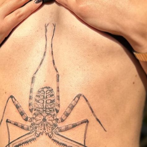 Whip Scorpion Tattoo, Tailless Whip Scorpion, Whip Scorpion, Big Bugs, Always Tattoo, Bug Tattoo, Insect Tattoo, Numbing Cream, Scorpion Tattoo