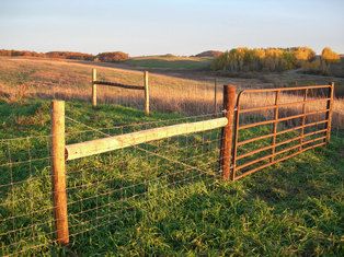 Sheep Fencing Sheep Fencing Ideas, Sheep Shed Ideas, Chickens In Sweaters, Sheep Fencing, Keeping Sheep, Dairy Sheep, Farmhouse Fence, Sheep Fence, Goat Fence