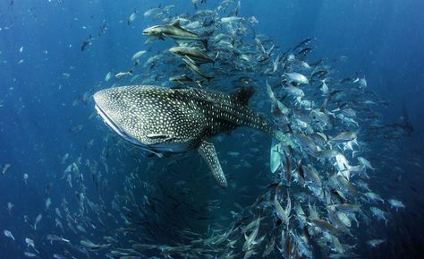 A whale shark swims through a school of fish in this National Geographic Your Shot Photo of the Day. Sea Puppies, Shark Images, Shark Photos, Shark Pictures, Underwater Pictures, Whale Sharks, School Of Fish, Shark Swimming, Ocean Day